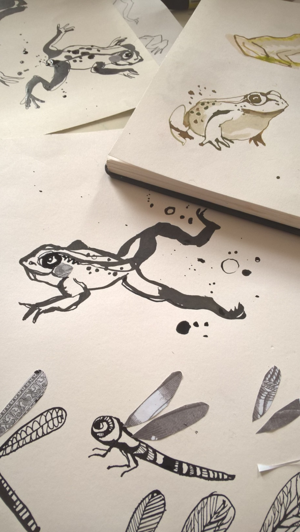 Frog sketches 1